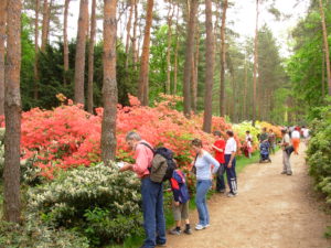 Kám._Jeli_Arborétum._Virágzó_havasszépék.