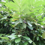 babermeggy-Prunus-laurocerasus