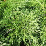 boroka-juniperus