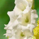 kardvirag-gladiolus