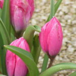 tulipan-tulipa