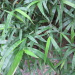 metake-bambusz