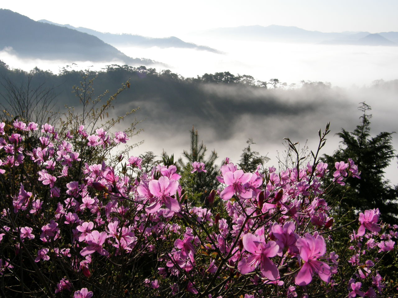 Rhododendron – a Himalája ékköve