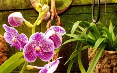 Az orchidea ápolása